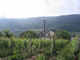 IMG_0015