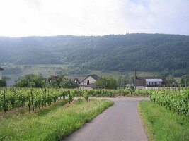 IMG_0016