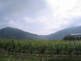 IMG_0017