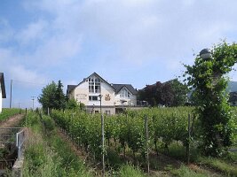 IMG_0019