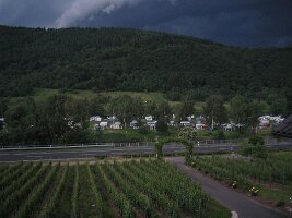 IMG_0041