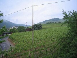 IMG_0056