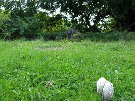 IMG_1228