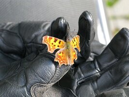 IMG_1237